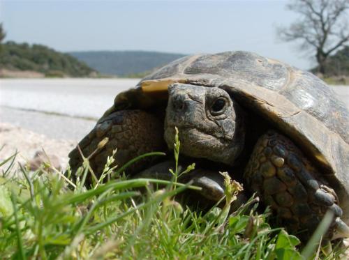 Land Turtle
