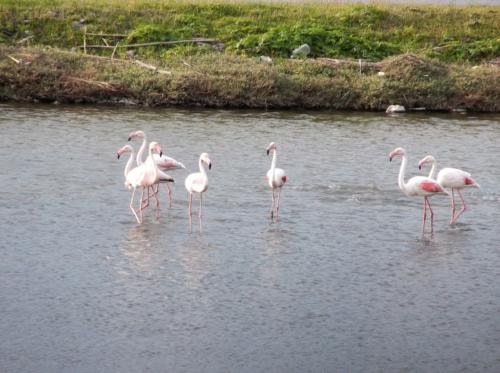 Flamingos at the salt plains