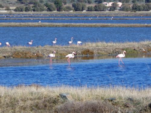 Flamingos at the salt plains in Kalloni