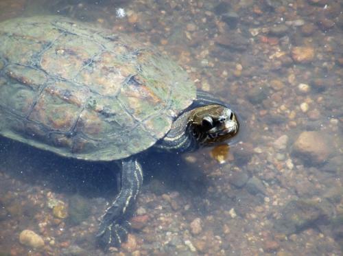 Turtle pool near Skalachori Lesvos